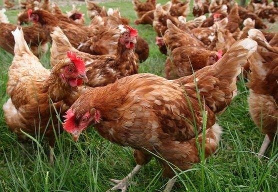 Criação orgânica de galinhas poedeiras