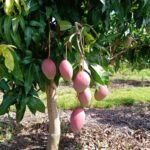 Mesmo durante a pandemia produtor do Tocantins consegue produção de 200 toneladas de manga