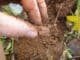 Pesquisadores identificam 20 novas espécies de microminhocas no Cerrado