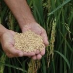 Por que o preço do arroz subiu?O arroz vai acabar?