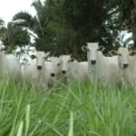 Pecshow 2020 encerra com perspectiva otimista para o crescimento do setor pecuarista tocantinense nos próximos anos