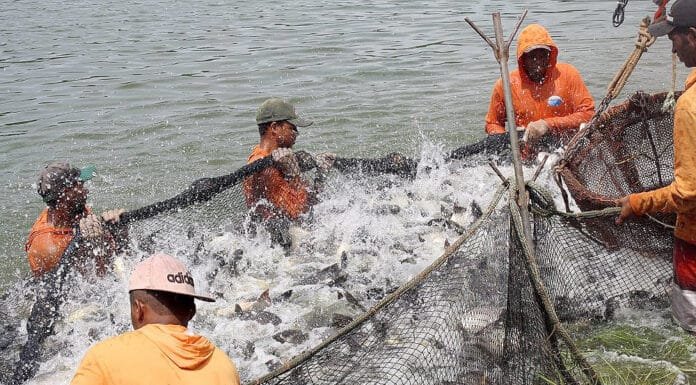 Governo do Tocantins disponibiliza R$ 10 milhões em crédito para investimento em projetos de pisciculturas