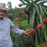 Produtor do Tocantins investe no cultivo de pitaya de olho no mercado consumidor