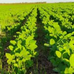 Adapec alerta sojicultores sobre fim da janela de plantio da soja sequeiro