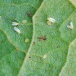 Sebastião Araújo - Mosca-branca em detalhe