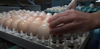 ovos - recorde na bahia - preços dos ovos nos EUA