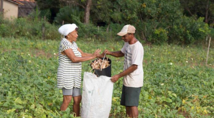 Governo do Tocantins auxilia 918 famílias de agricultores tocantinenses para serem beneficiadas no Programa Nacional de Crédito Fundiário em 2022