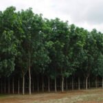 Governo do Tocantins capacita produtores sobre heveicultura na região central do Estado