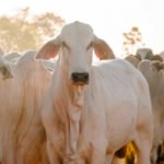 Tocantins encerra a última vacinação contra febre aftosa com 98,75% do rebanho vacinado