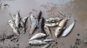 Peixes mortos no rio Gorgulho, na aldeia Kãkaka, Terra Indígena Xerente, no Tocantins (Foto: Divulgação/Redes sociais)