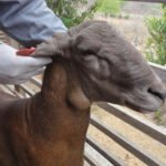 Patrícia Yoshida - Técnicas de nanotecnologia estão sendo usadas para controle da linfadenite caseosa