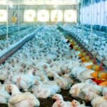 Coletas em granjas avícolas para inquérito sobre Influenza aviária e doença de Newcastle são concluídas no Tocantins