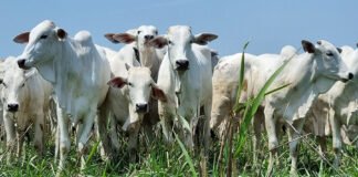 Gabriel Faria - O Sistema Pontal possibilita inverter a estação de monta e aumentar a produtividade da pecuária de corte