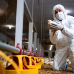 Dois casos de gripe aviária são confirmados em humanos