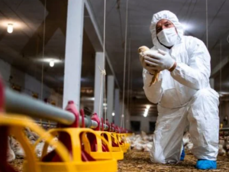 Dois casos de gripe aviária são confirmados em humanos