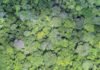 Evandro Orfanó - Imagem da floresta feita com drone