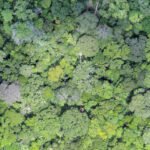 Evandro Orfanó - Imagem da floresta feita com drone