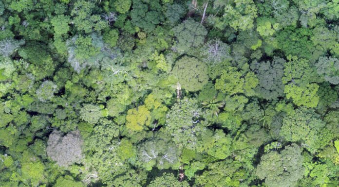 Evandro Orfanó - Imagem da floresta feita com drone