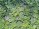 Evandro Orfanó - Imagem da floresta feita com drone