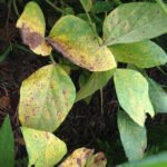 C Godoy - Equipamento captura e simula sinais cerebrais para detectar doenças em plantas, por meio de inteligência artificial (IA)