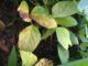 C Godoy - Equipamento captura e simula sinais cerebrais para detectar doenças em plantas, por meio de inteligência artificial (IA)