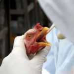 Mais um país das Américas registra surto de gripe aviária