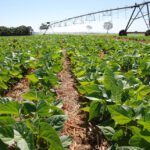 Mudanças climáticas comprometem futuro da produção de feijão no Brasil Sebastião Araújo - Elevação na temperatura do ar prevista deverá afetar a produtividade das lavouras de feijão, o que se contrapõe com a expectativa de maior oferta do grão