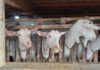 Maíra Vergne - Cabras leiteiras em Monteiro, no Cariri Paraibano. A divisa entre os estados da Paraíba e Pernambuco concentra uma produção anual de 7,4 milhões de litros de leite