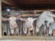 Pesquisa aponta alternativas para desenvolvimento da caprinocultura leiteira Maíra Vergne - Cabras leiteiras em Monteiro, no Cariri Paraibano. A divisa entre os estados da Paraíba e Pernambuco concentra uma produção anual de 7,4 milhões de litros de leite
