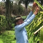 Produtor familiar implanta agroindústria de sorvete de pitaya