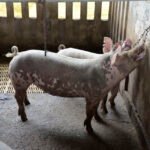 Osmar Dalla Costa - Elementos de enriquecimento ambiental como correntes na parede estimulam comportamentos naturais