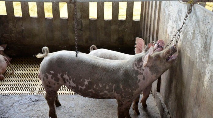 Osmar Dalla Costa - Elementos de enriquecimento ambiental como correntes na parede estimulam comportamentos naturais