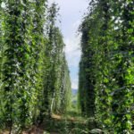 Renato Linhares - Rede de pesquisa analisa o uso de fungos e bactérias capazes de viabilizar a produção do lúpulo no Brasil. Essencial para a indústria cervejeira, a planta ainda é pouco cultivada no País