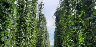 Renato Linhares - Rede de pesquisa analisa o uso de fungos e bactérias capazes de viabilizar a produção do lúpulo no Brasil. Essencial para a indústria cervejeira, a planta ainda é pouco cultivada no País