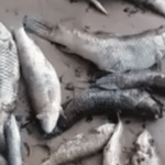 Após morte de peixes, laudo aponta que rio em aldeia do Tocantins estava contaminado