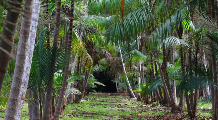 Ronaldo Rosa - Em 2022, a área saltou para 53.374 hectares (39.800 hectares com a BRS Pará e 13.574 hectares com a BRS Pai d’Égua)