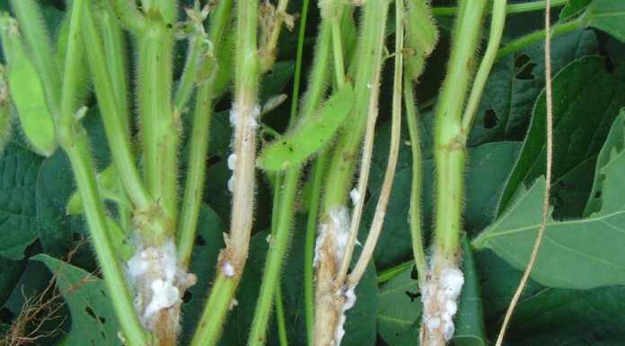 Cepas brasileiras de fungos mostram potencial para controlar o mofo-branco Maurício Meyer - Produtos microbianos à base de Trichoderma são estratégicos no controle de doenças como o mofo-branco, que atinge diversas culturas