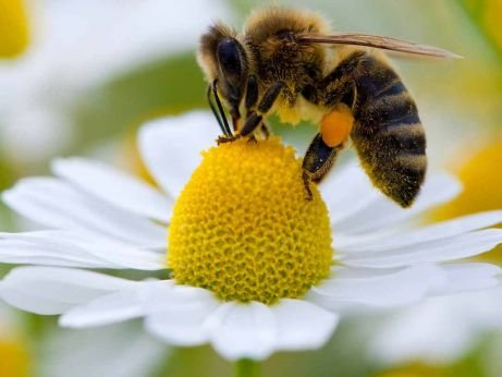 Cerimônia formaliza execução do Censo da Apicultura e Meliponicultura no Estado