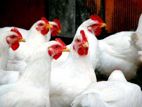 Como uma enzima pode ser decisiva no custo da avicultura
