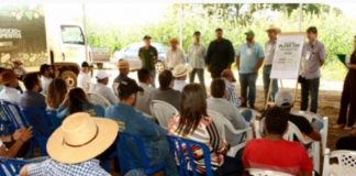Dia de Campo mostra custo-benefício em Sistema de Integração Lavoura-Pecuária