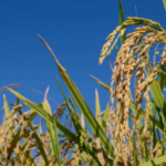 É fake que Brasil importou arroz contaminado do Paquistão