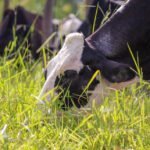 Juliana Sussai - Trabalho das empresas proporciona aos produtores acesso aos dados que são referência em indicadores de eficiência hídrica para o consumo de água de vacas. Essas informações são diferenciadas segundo o sistema de produção confinado, semiconfinado e a pasto