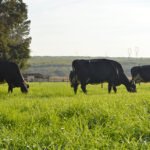 Estudo comprova que pecuária de leite no Brasil gera baixa emissão de carbono em sistemas com árvores Gisele Rosso -