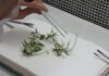 Jonny Pereira - Micropropagação vegetativa permite a produção de centenas de mudas a partir de um único propágulo