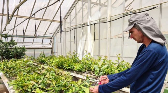 Novo sistema de cultivo de erva-mate pode produzir até dez vezes mais que o tradicional Manuela Bergamin - O Cevad-estufa é voltado para a colheita de folhas jovens e não das maduras, tradicionalmente utilizadas na produção de chimarrão