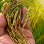 Orizicultores estão em alerta com atraso na colheita