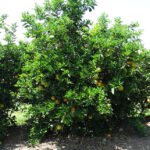 Porta-enxertos adequados com adensamento fazem citricultura poupar terra Samuel de Moura Silva - Estudos visam à sustentabilidade da citricultura e ao aumento da competitividade em longo prazo