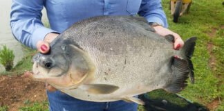 Ruraltins e UFT divulgam Informativo sobre consumo de pescado na região de Gurupi