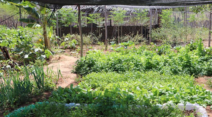  - O Sisteminha permite que famílias de baixa renda se alimentem com o que é produzido, por meio de estruturas simples montadas com recursos disponíveis no lugar