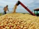 Tocantins registra até 70% de área colhida da produção de soja da safra 2022/2023